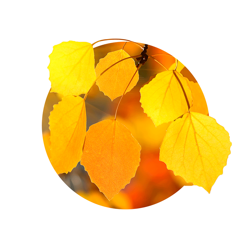 AspenLeaves