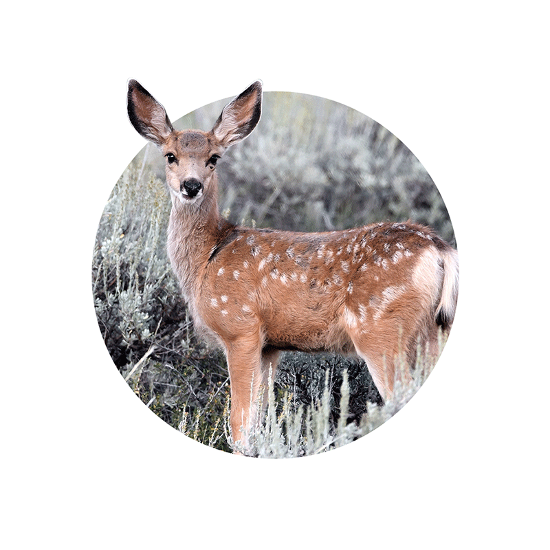 Deer