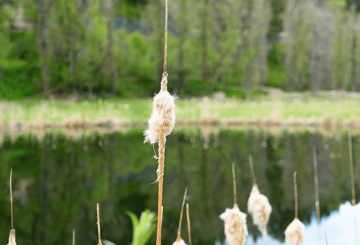 Cattail