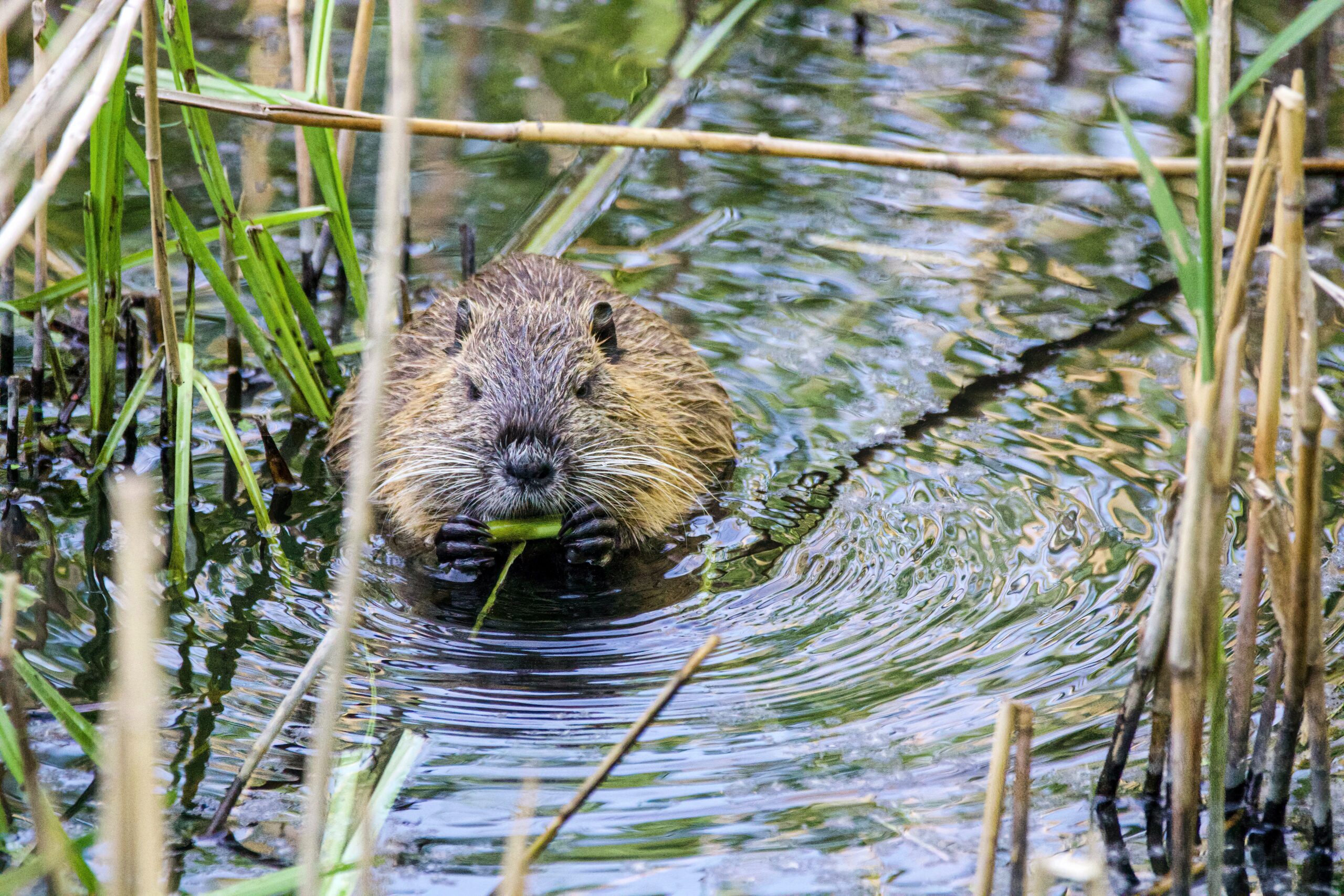 Riverside Reflections: Beavers in Hot Water at Astoria - Astoria Hot ...